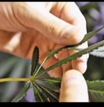 El Dr. Misael conduce un análisis sobre el uso de la marihuana medicinal.